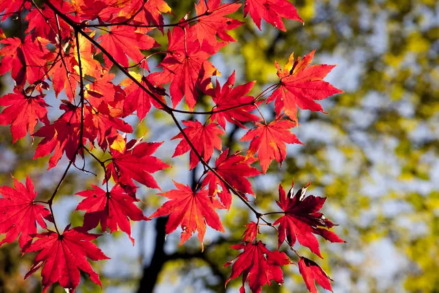 Herbstblätter